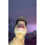 Swag Duck group