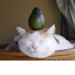 avocado kitty