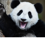 Pandas and bacon hairs.