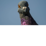 The Pigeon Coop