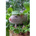 THE ALL HOLY RAT CULT