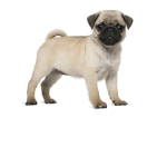 Pug_
