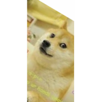 Doggo Gameing studios