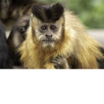 monkeys only:)