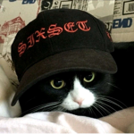 InterwebCats