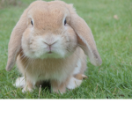 bunny groupp