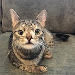 Meow's Avatar Store