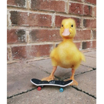 Patitos_locos