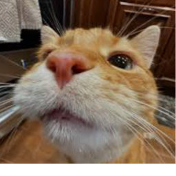 gatos2gatos2gatos2gatos2gatos2gatos2