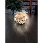 GATTOOOO