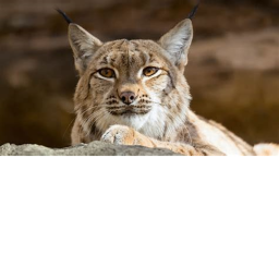LYNX VALLEY