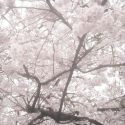 ✿