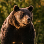 BearMaskClub