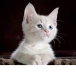 OriginaIClothing