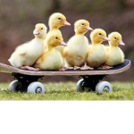 kingdom of duckie