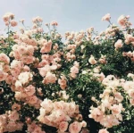 ~my flxwers~ Group Thumbnail