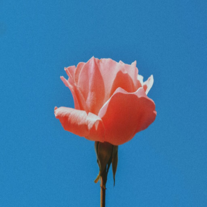 Blue Sky & Flower Roblox decal