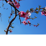 Lemon Lime Group Paradise