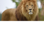 LIONS are the most important animal