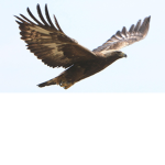 The Golden Eagle's Group