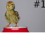 A Chick Called Albert