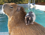 Rats and Caps