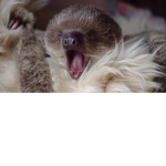 $loth Man