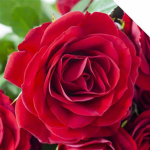 Rose~vibez