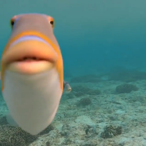 fish