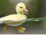 ~Duck Lovers~