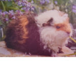 Meerschwein