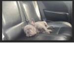 sleepy bella