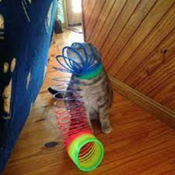 Play with Taco and his freinds