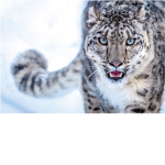 cat clan group