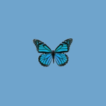 Aesthetic Butterflies !~