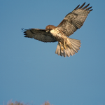 ULTIMATE MEGA HAWK