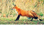 Foxy Fan Group!!!