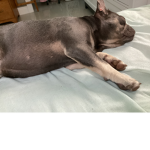 My dog is so sleepy