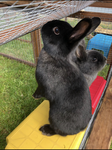 Bunny Pals!