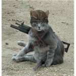 Awesome Kitties