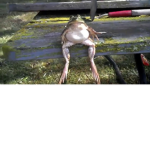 frog yes