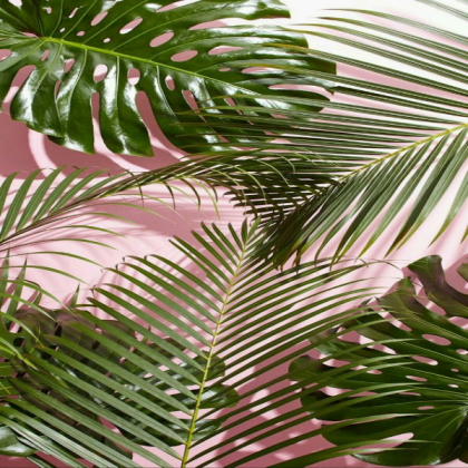 pastel pink plants Roblox decal