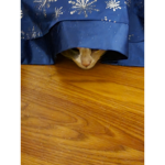 Cats are cute2