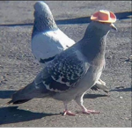 swag ma dudes