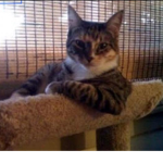 never underestimate power of cats!