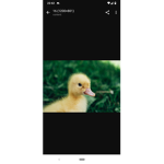Chicken winy group