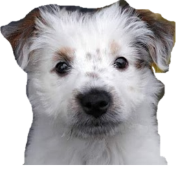 Dogs