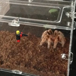 LIVE INSIDE A SPIDER CAGE! icon