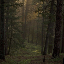The Forest.