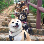 The Real Shiba Nation